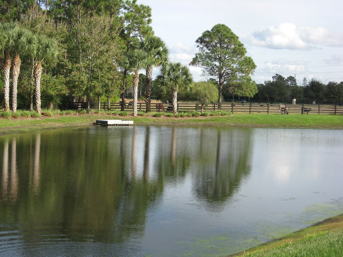A pond with palm trees along Lake Nona Boulevard