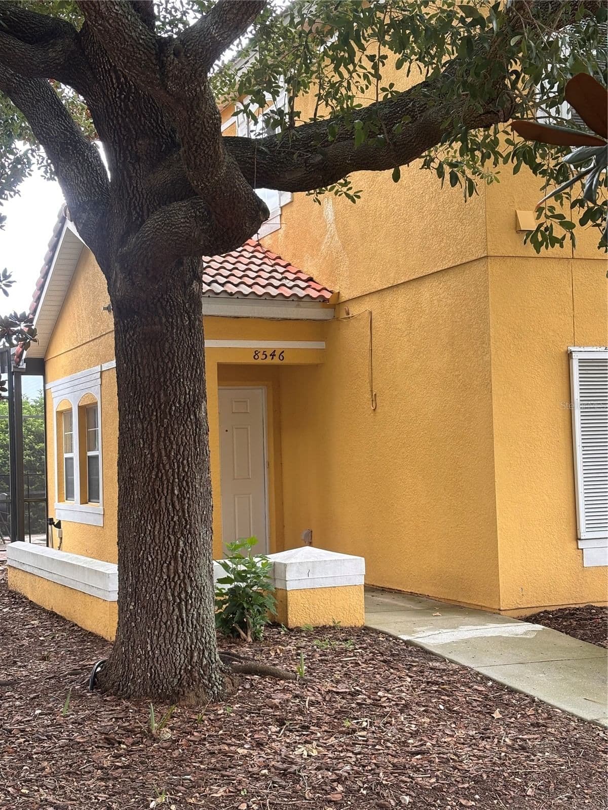 8546 BAY LILLY 2