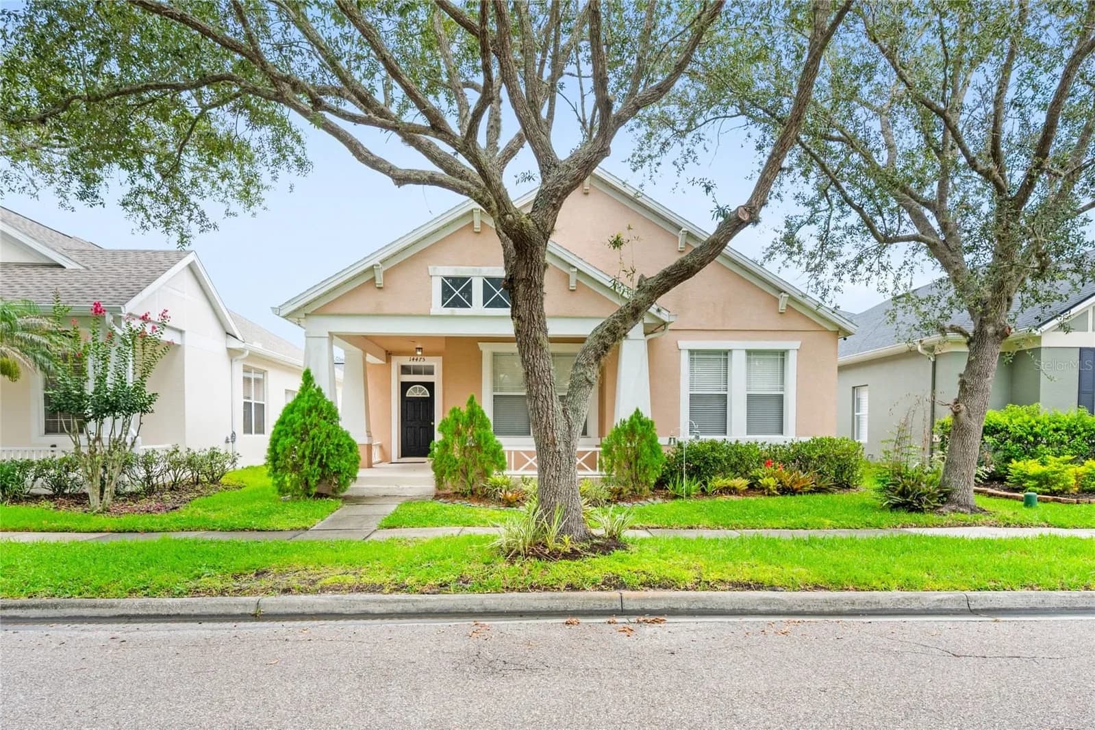 14475 JAMAICA DOGWOOD 4
