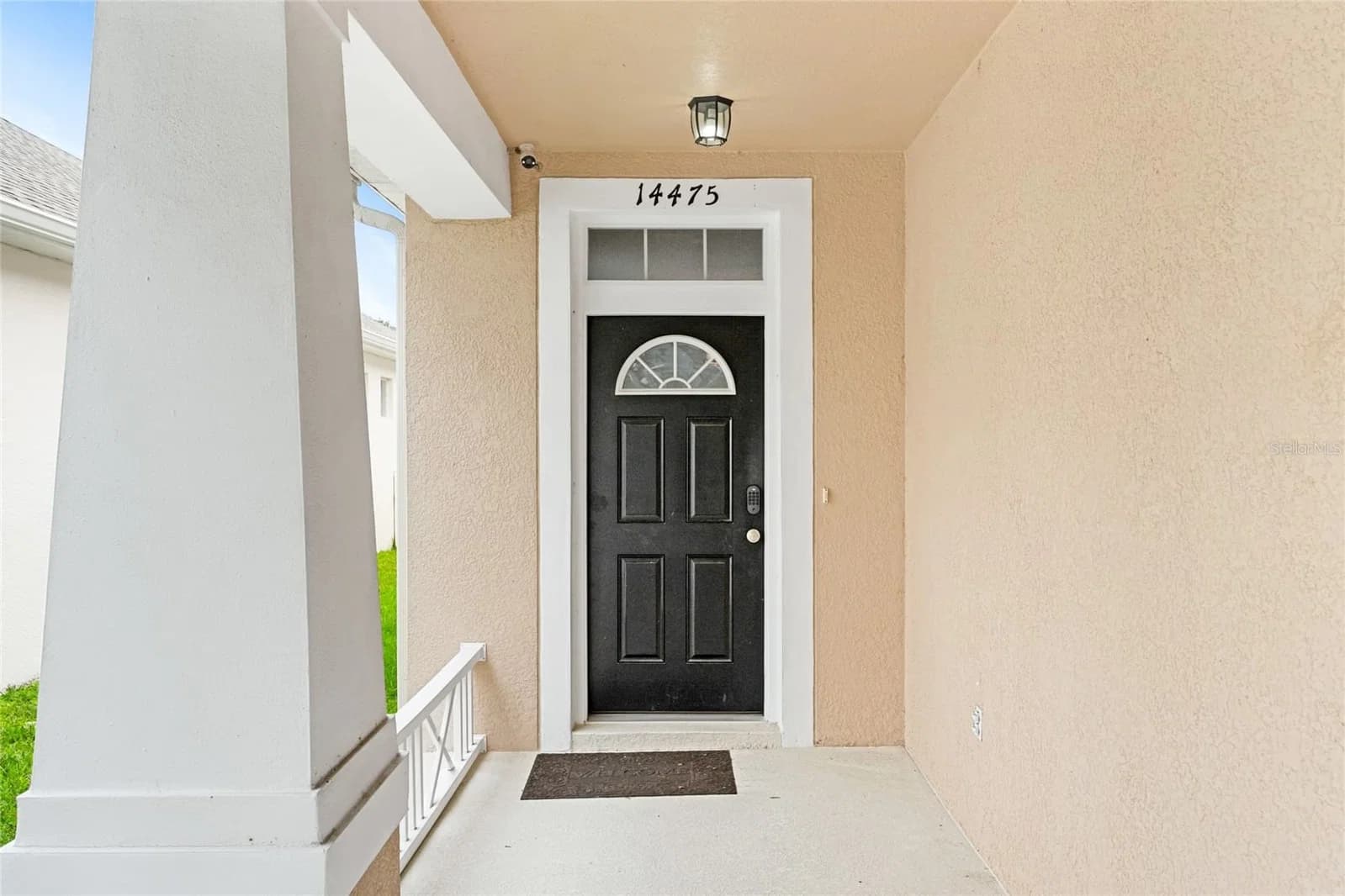 14475 JAMAICA DOGWOOD 5