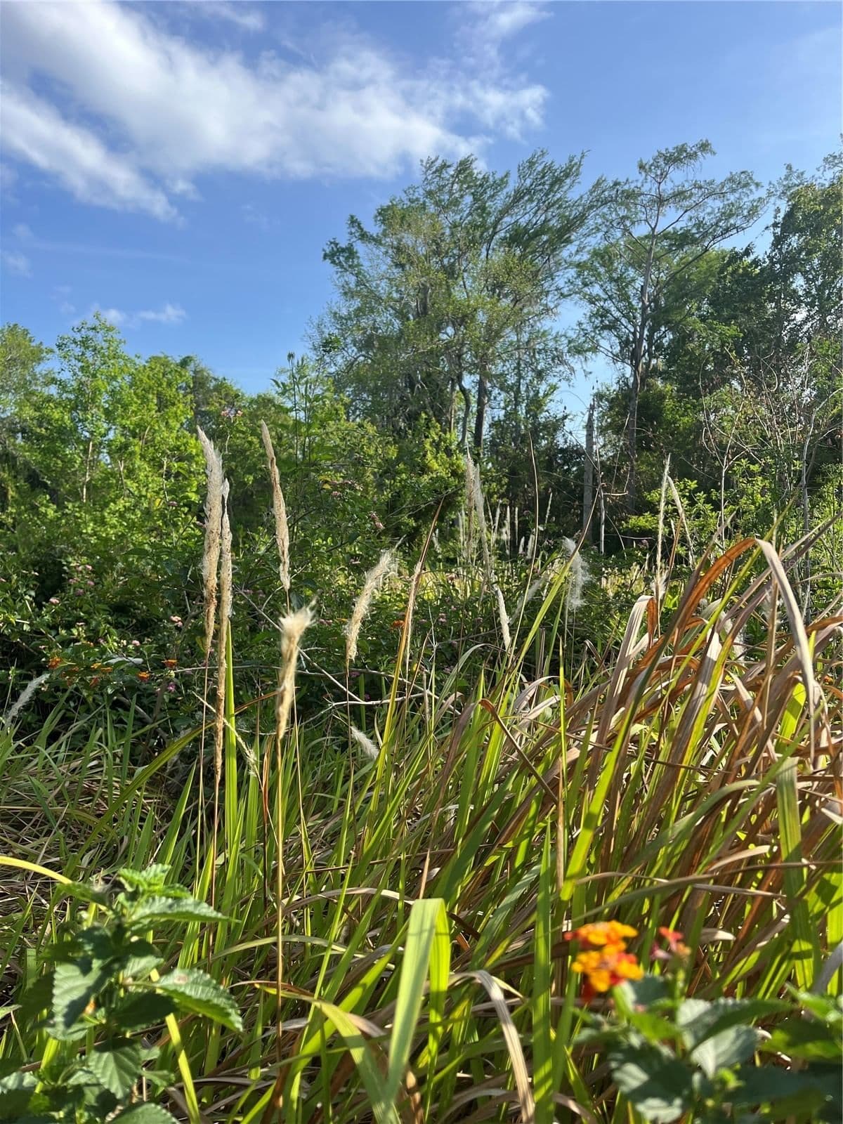 HARVEST Lane, Kissimmee, FL 34744 3