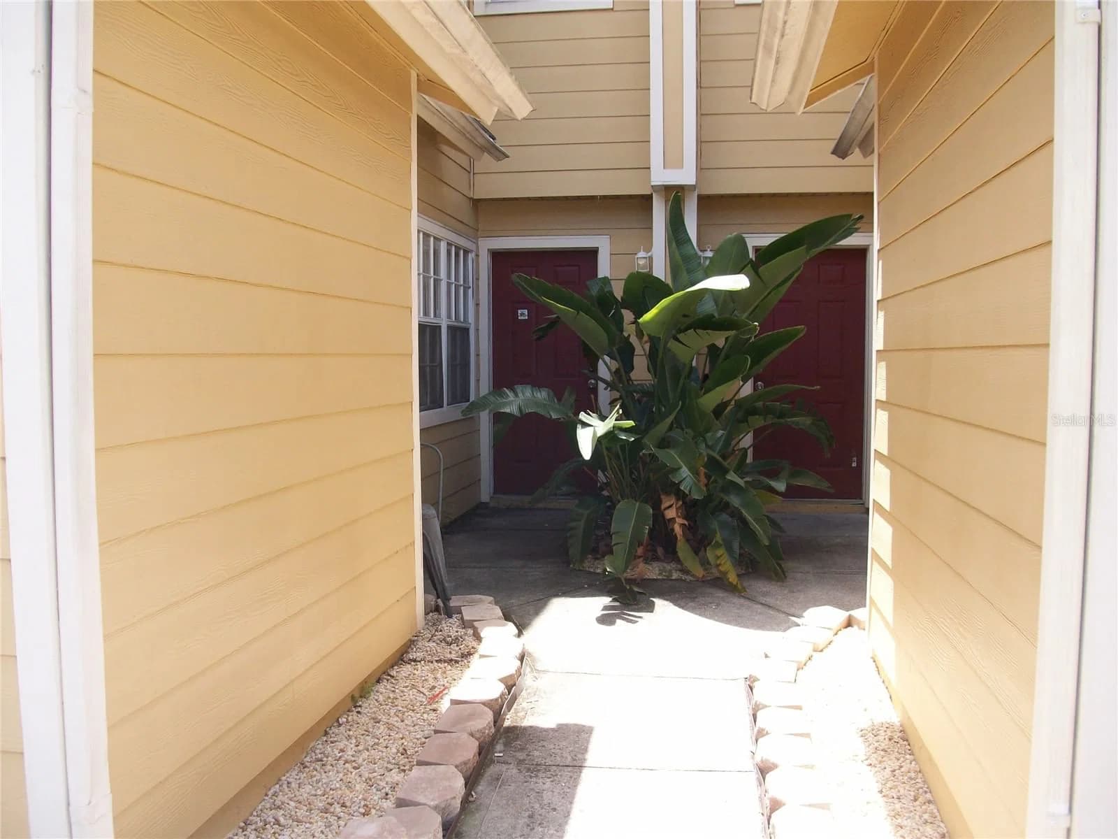 511 COCONUT PALM 3