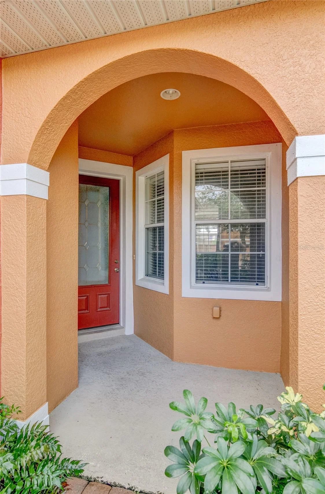 9426 SILVER BUTTONWOOD 3
