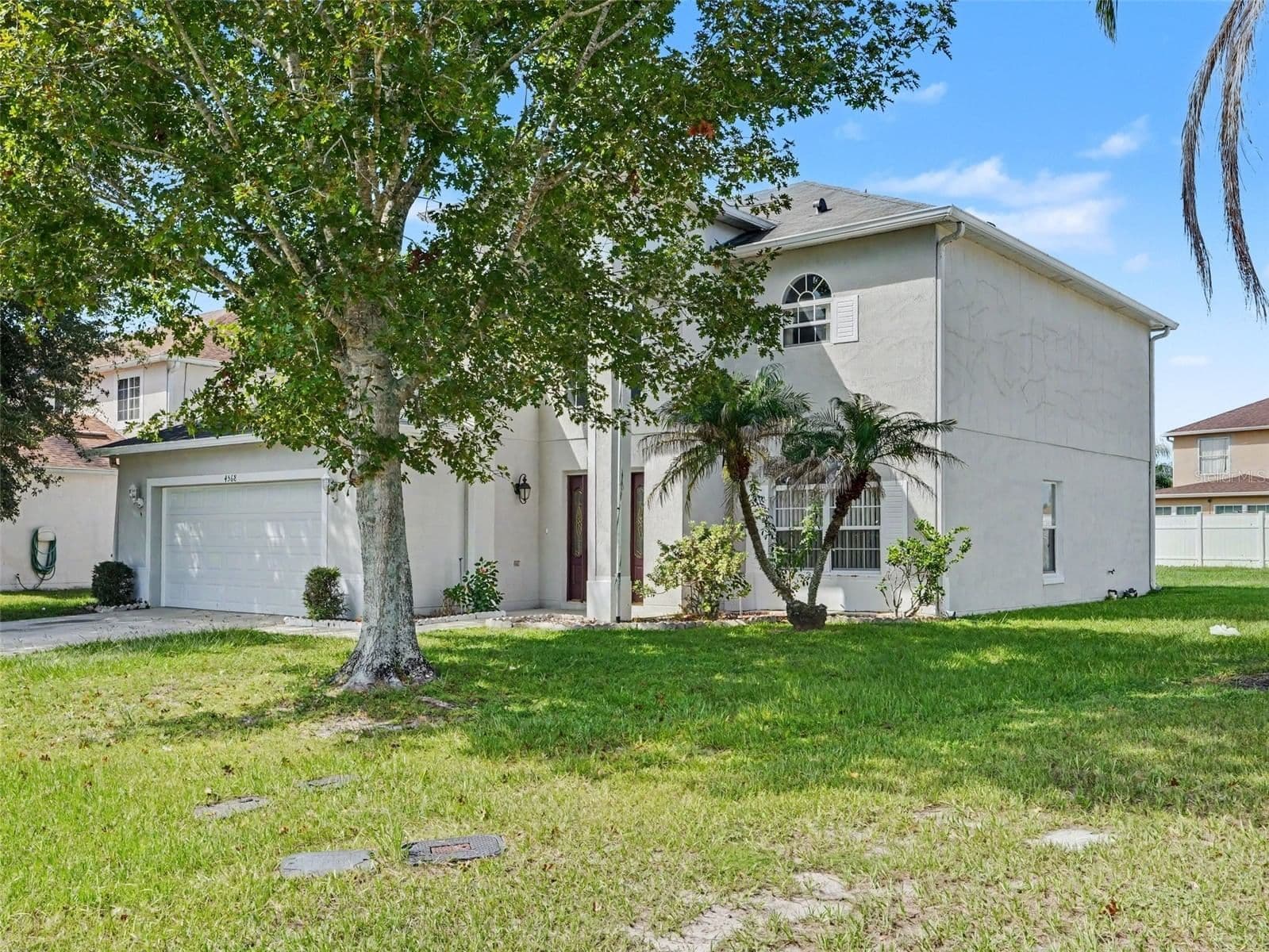 4568 FICUS TREE 2