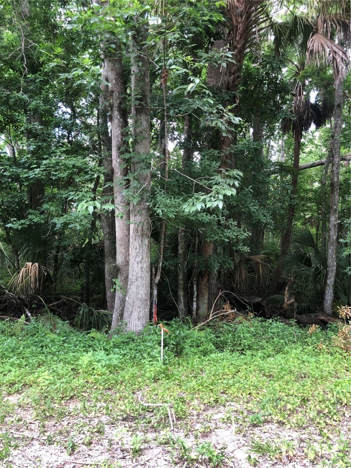 KEEFER Trail, Kissimmee, FL 34747 3